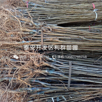 南高叢藍(lán)莓樹苗出售、南高叢藍(lán)莓樹苗價格是多少