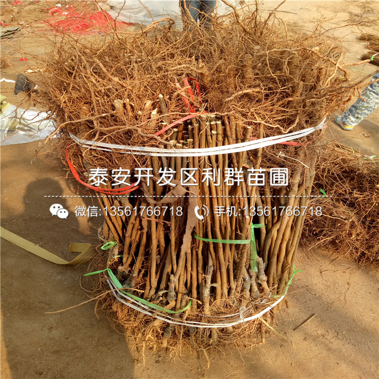 1公分北村藍(lán)莓樹苗多少錢一棵