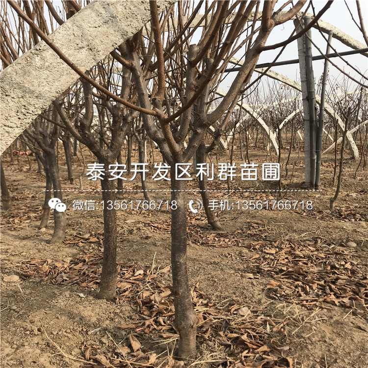 梨樹樹苗價格、2019年梨樹樹苗報價