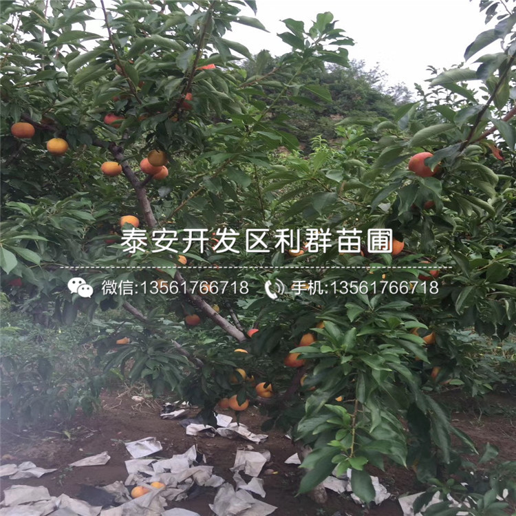 山东臭橘苗批发