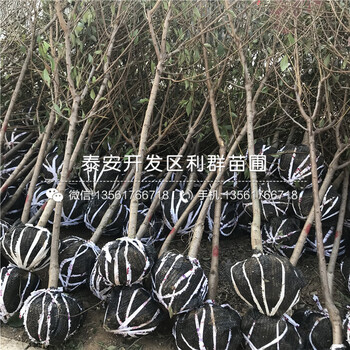 山東皇冠梨苗出售、山東皇冠梨苗多少錢一棵
