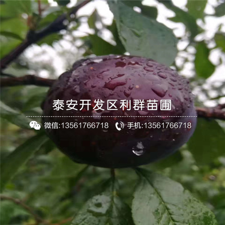 中熟南蓝蓝莓苗价格