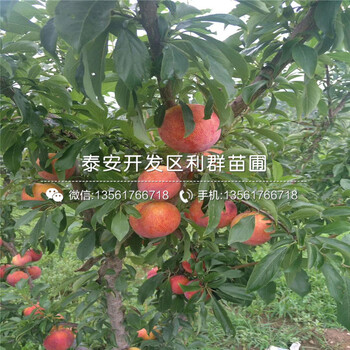 矮化櫻桃樹