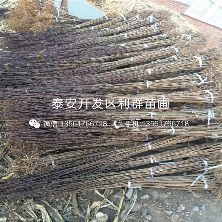 中熟蓝莓树苗报价多少