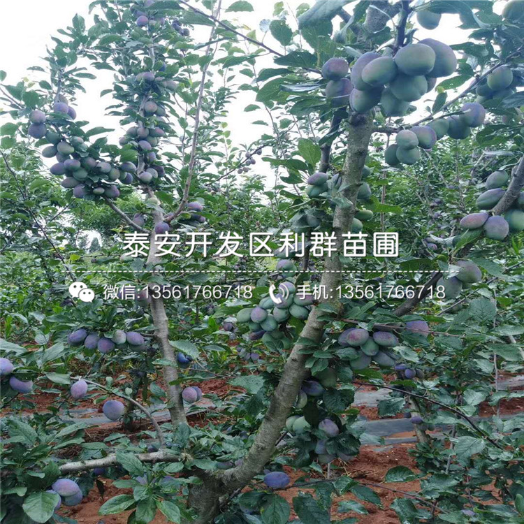 山东开普菲尔蓝莓苗批发价格多少