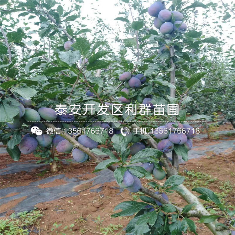 甜心蓝莓苗多少钱一棵、2019年甜心蓝莓苗基地