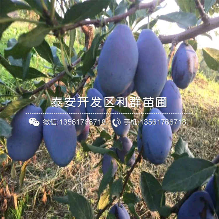 山东新世纪梨树苗多少钱一棵