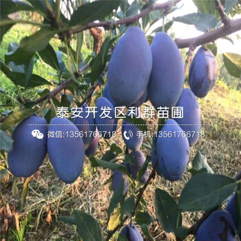 新品種鐵籬寨小苗、鐵籬寨小苗批發(fā)基地