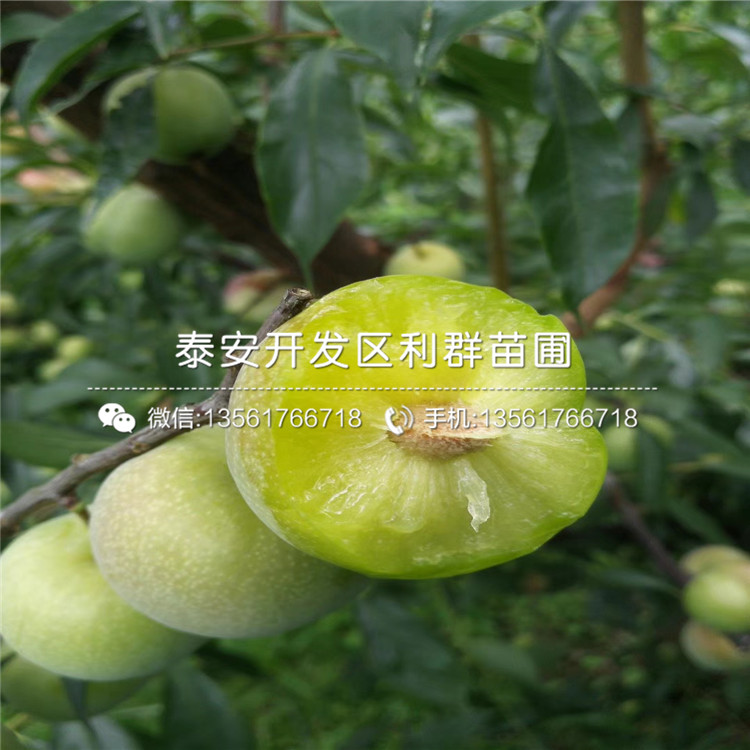 紅心李子苗價(jià)格、紅心李子苗報(bào)價(jià)是多少