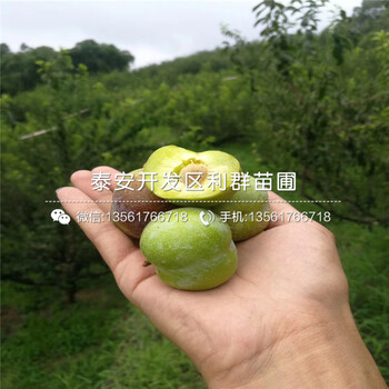 新品種紅西梅李子苗、紅西梅李子苗多少錢一棵
