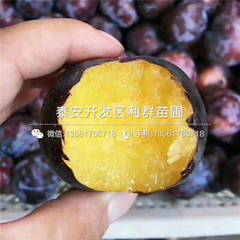 山東小國光蘋果苗、小國光蘋果苗價(jià)格是多少