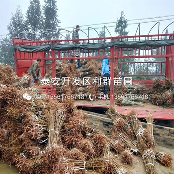 精華藍莓樹苗多少錢一棵、2019年精華藍莓樹苗出售