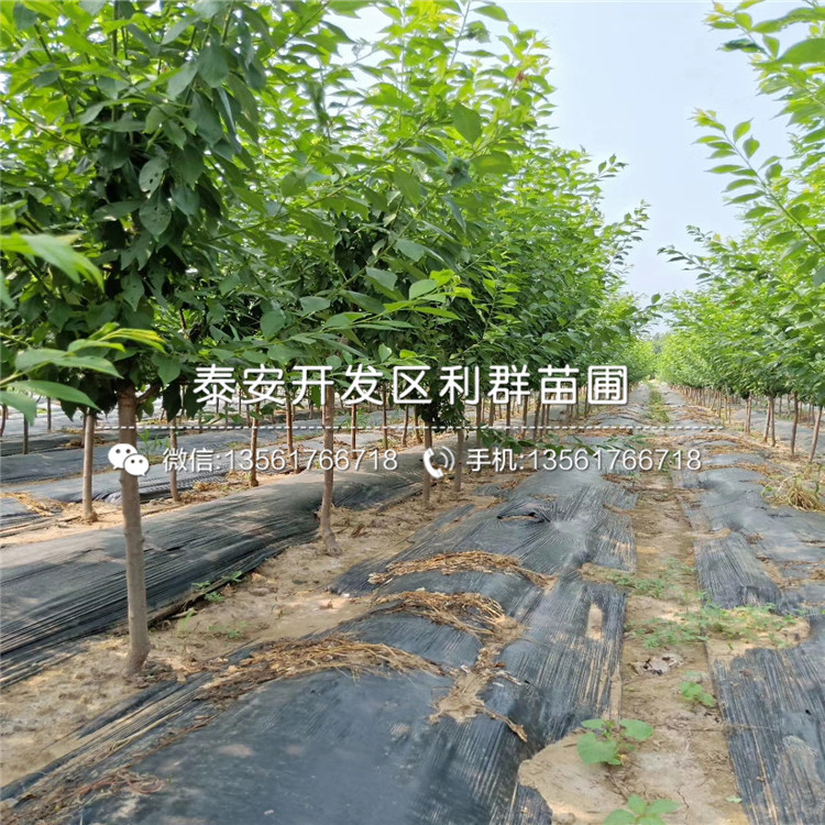 2019年矮化M9T337苹果树苗出售基地