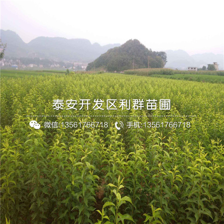 半高叢藍莓樹苗批發(fā)、半高叢藍莓樹苗批發(fā)基地