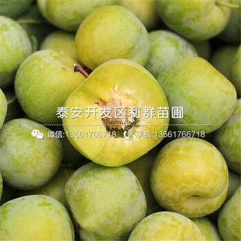 附近哪里有伊麗莎白藍(lán)莓苗、伊麗莎白藍(lán)莓苗什么價(jià)格