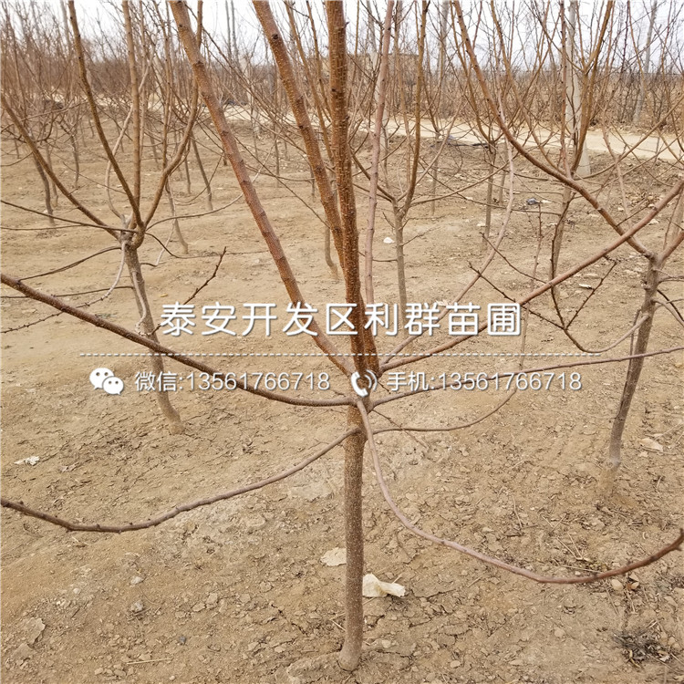 2019年15公分杏树苗新品种