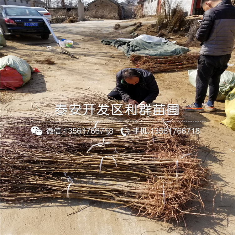 山东油光板栗树苗出售价格