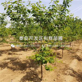 大棚紅油香椿苗市場(chǎng)價(jià)格