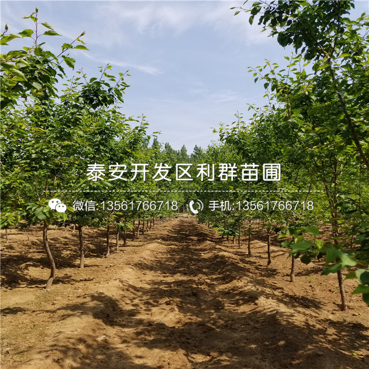 V3蓝莓苗出售、2019年V3蓝莓苗批发