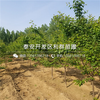 山東櫻桃樹批發(fā)、山東櫻桃樹多少錢一棵