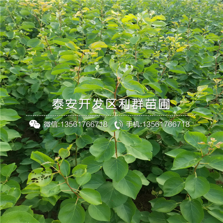 批发蜜脆苹果苗价格多少