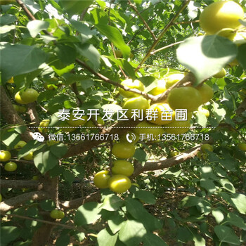 5公分8公分無花果苗、5公分8公分無花果苗多少錢一棵