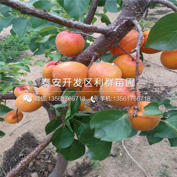 批發(fā)梨苗報價、2019年批發(fā)梨苗多少錢一棵