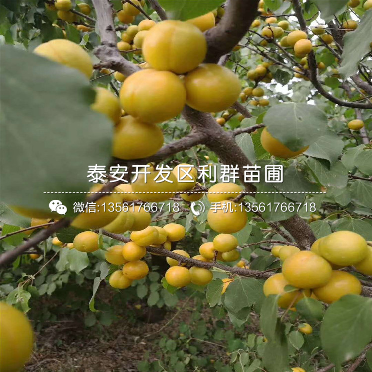 2019年威海青皮无花果树苗出售