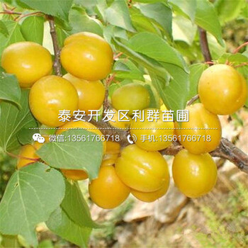 2019年矮化M9T337苹果树苗出售基地