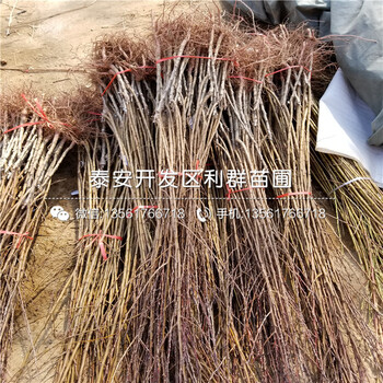 實(shí)生李子苗批發(fā)基地、實(shí)生李子苗價(jià)格多少