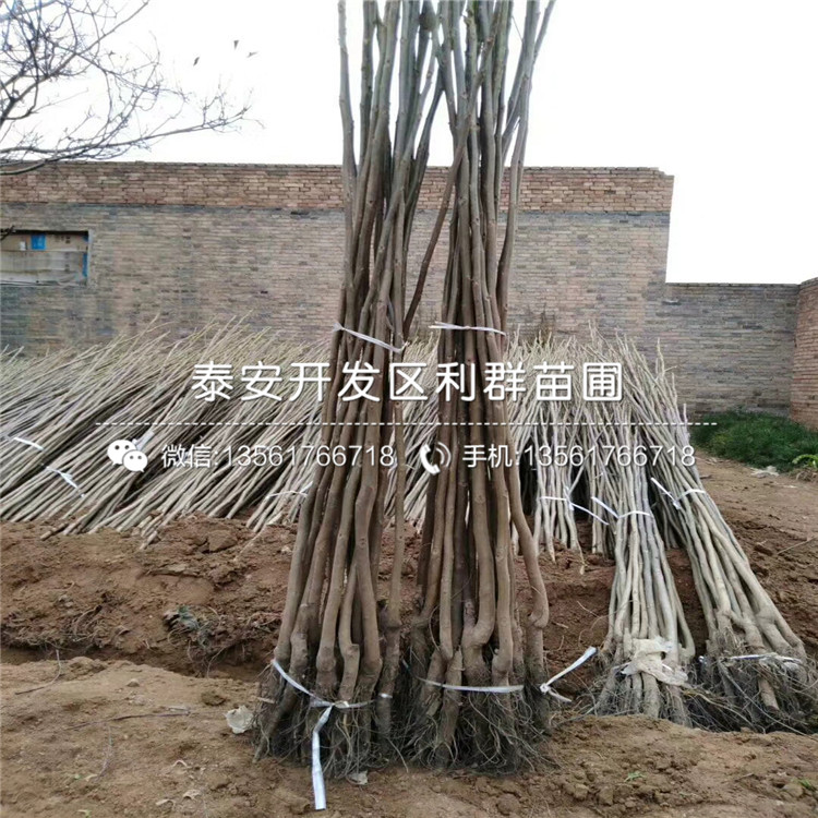 味王李子樹苗多少錢、2019年味王李子樹苗多少錢