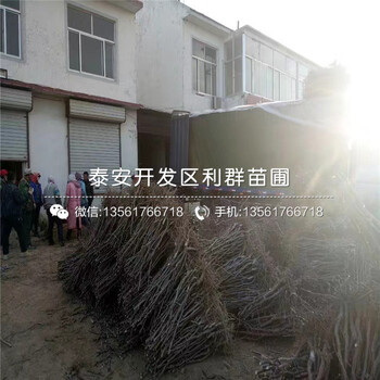 出售2019年香椿苗價格多少
