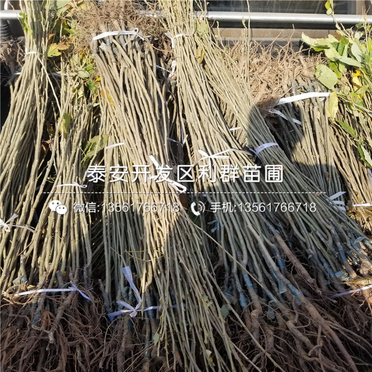大棚香椿樹苗、大棚香椿樹苗2018年價(jià)格