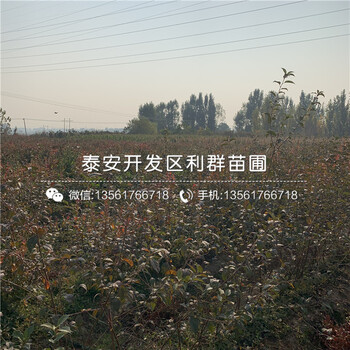 3公分煙富六號(hào)蘋果苗價(jià)格