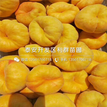 美國大紅李子苗示范基地