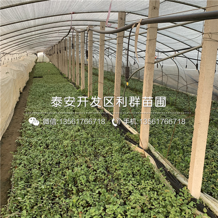脱毒蓝莓树苗新品种、2019年脱毒蓝莓树苗多少钱一棵