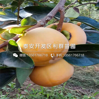 紅玉杏苗出售、2019年紅玉杏苗報(bào)價(jià)