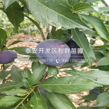花椒種苗出售報價