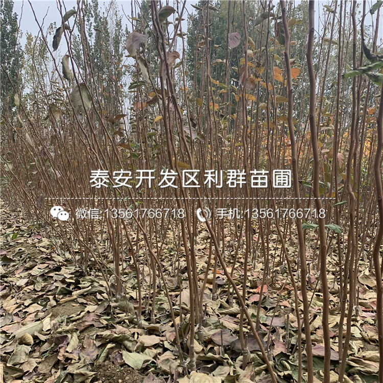 山东泰安花椒树苗价格是多少