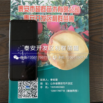 青花椒樹苗價格及報價