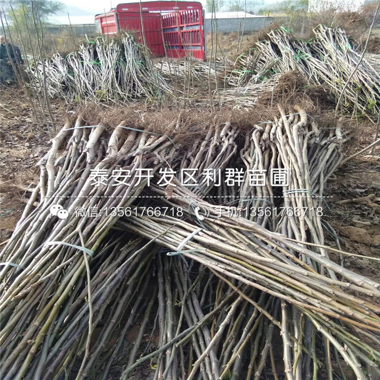 山东7公分苹果树苗品种