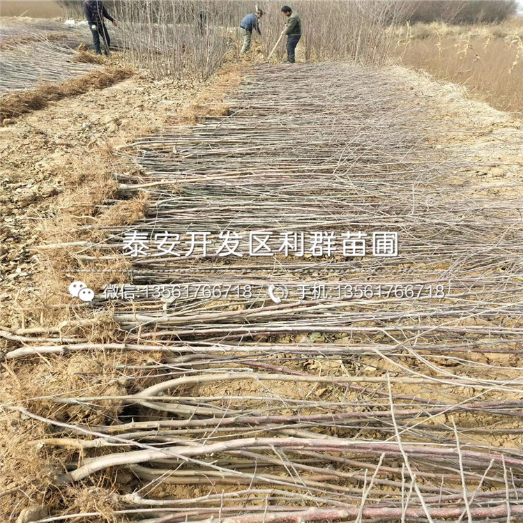 4公分珠寶藍(lán)莓苗多少錢一棵