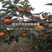 山东矮化m9t337苹果苗批发价格、山东矮化m9t337苹果苗多少钱一棵