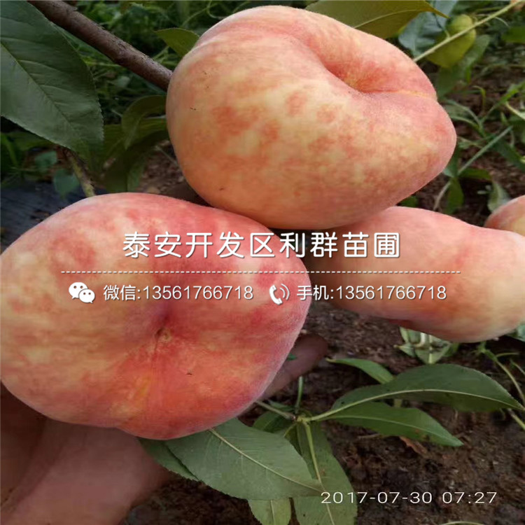 新千年蓝莓树苗价钱多少