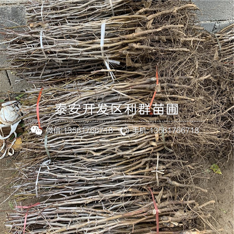 批发蜜脆苹果苗价格多少