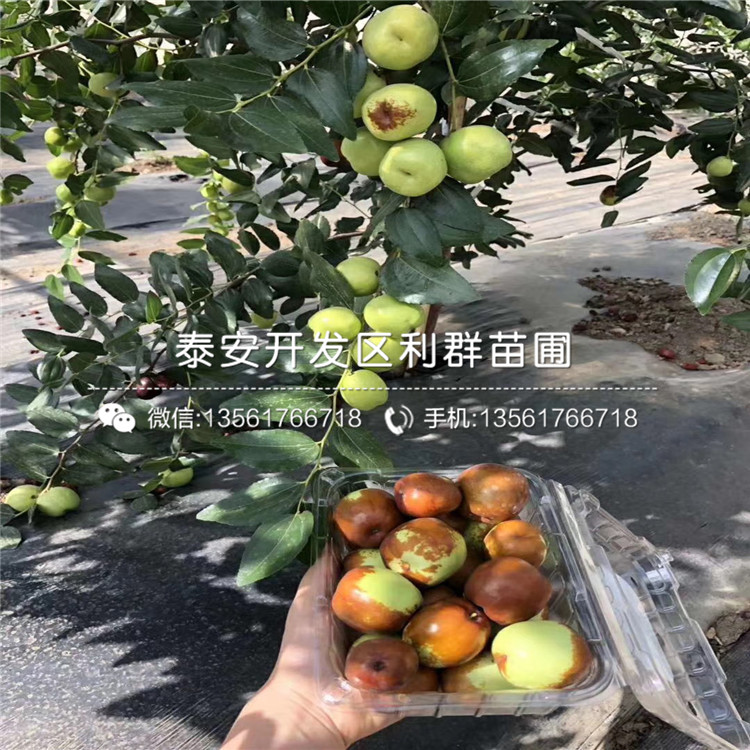 出售出售香椿苗价格是多少