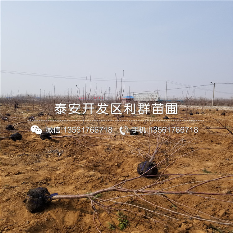 山东华硕苹果树苗基地