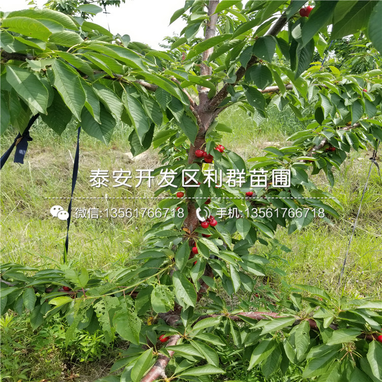 2019年板栗苗報價、2019年2019年板栗苗多少錢一棵