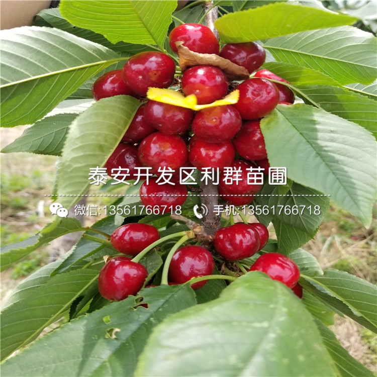 山东蓬莱柿无花果苗、蓬莱柿无花果苗出售价格