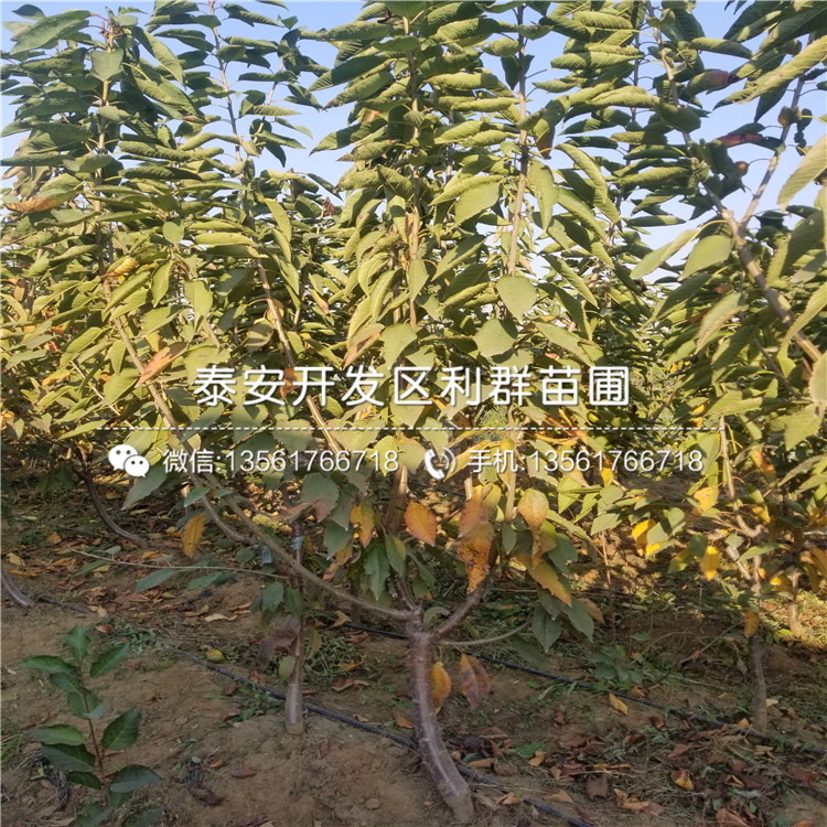 晚熟凯特杏树苗价格